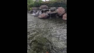 FISHES AT Calabasas commons