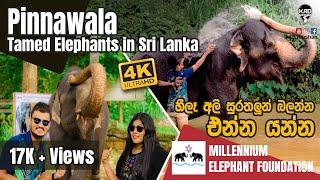 Tamed Elephants in Sri Lanka | ENG SUB | පින්නවල හීලෑ අලි සුරතලුන් | Millennium Elephant Foundation