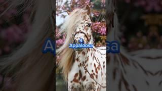 Top 10 Most Beautiful Horse in the World  #foryou #shortsfeed #shorts #fyp #ytshorts #horse#views