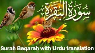 Beautiful Recitation Surah  Baqarah with  Urdu And Hindi Translation | Surah Baqarah   سورہ بقرہ