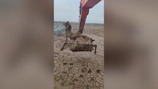 Excavator operator rescues camel stuck in sand in NW China