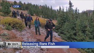 Colorado Parks & Wildlife Officers Release Rare Fish