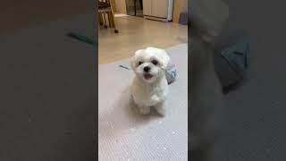 puppy skills #shorts #cutedog #puppy #maltese