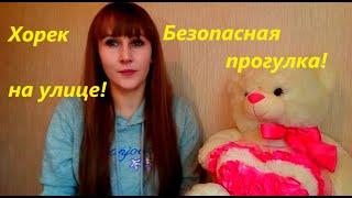 Как гулять с хорьком на улице!?Основные правила безопасной прогулки!