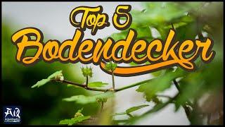 Top 5 Bodendecker im Aquarium | AquaOwner