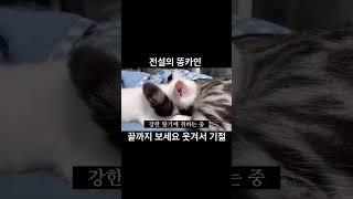 전설의 똥카인 영상 웃다 기절각