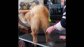 How to tidy up your Chow Chows Whispy bits