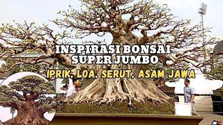 BONSAI SUPER JUMBO MAHA KARYA ISTIMEWA (PAMNAS PBBI BANTUL)