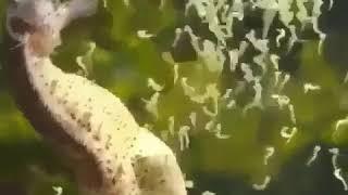 Самец морского конька рожает детей. Male Seahorse deliver the babies