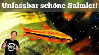 SUPER SCHÖNE SALMLER! Schreibtischbiotop I Entwicklung und neuer Besatz - Poecilocharax weitzmani