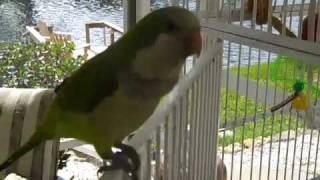 1 Jose The Best Talking Quaker Parrot in the World (11 months)