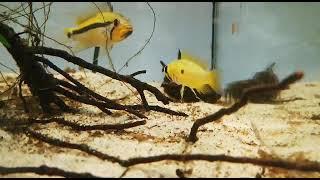 Apistogramma Allpahuayo and fryy , video nahrál členČCK Michal Klacek