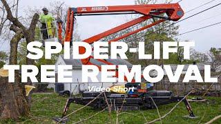 Spider-Lift Tree Removal Short