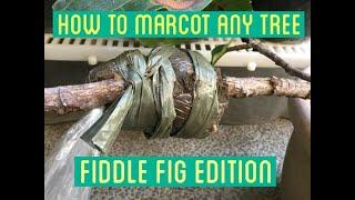 How to Marcot ANY Tree | pootsplants