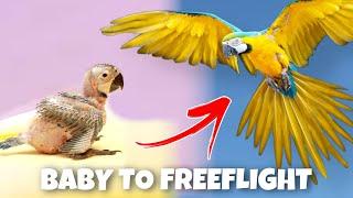 BABY TO FREEFLIGHT MACAW