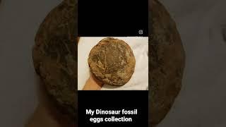 My #dinosaur #fossil eggs collection.