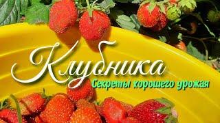 Клубника.Посадка и уход. Секреты хорошего урожая.