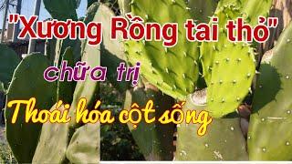 Công dụng của cây Xương Rồng  | Cây Xương Rồng tai thỏ | Hằng Lê HG85