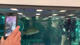 Vicious Bass feeding frenzy @tackleaddict