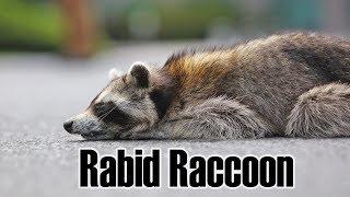 Rabid Raccoon