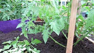 Growing Large Tomatoes 2of4: Grow-Off Update, Mulching, Side Dressing, Pruning, Identifying Suckers