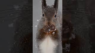 Red squirrel in the snow in Swedish Lapland ️ #shorts #wildlife #cuteanimals #naturephotography