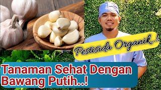 Manfaat Bawang Putih Untuk Tanaman, Cara Membuat Pestisida Bawang Putih, Pestisida Organik..!