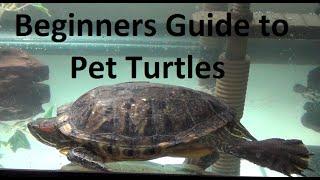 What you need to know about pet turtles!