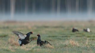 Mit Birdingtours nach Estland