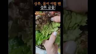 이럴 땐 상추가 독이 됩니다｜#시니어건강 #식습관주의