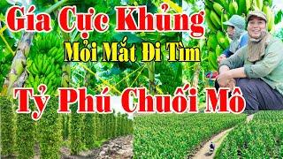 Chuối Mô GIÁ CỰC CAO | Lang Thang Mỏi Mắt Đi Tìm TỶ PHÚ CHUỐI MÔ | Gặp Vườn Tiêu Đẹp.