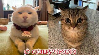 Приколы с котами! С ОЗВУЧКОЙ! Смешные коты и собаки! - САМЫЕ СМЕШНЫЕ ЖИВОТНЫЕ!