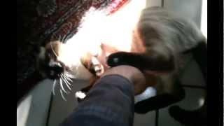 Playing with my sister's cat Furrnando.