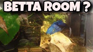 WHAT HAPPENED TO THE BETTA ROOM?