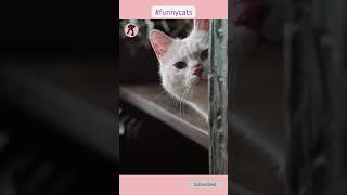 Funny cats video | Try to not Laugh #shorts