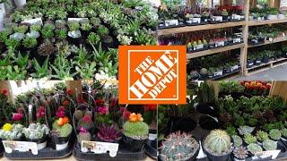 THE HOME DEPOT INDOOR PLANTS *BIG BOX STORE SHOPPING