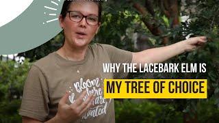 My Favorite Tree Lacebark Elm | Catherine Arensberg