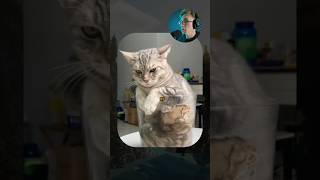 ВИРУСНЫЕ ВИДЕО / Кот в стакане 