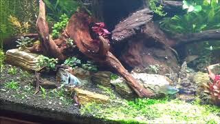 Changes on the 180 Gallon Aquascape