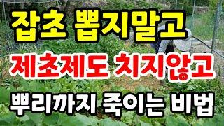 잡초 뽑지말고 제초제도 치지않고 풀 뿌리까지 싹 죽이는법#잡초없애는방법#잡초농법#잡초제거방법#잡초뽑기#잡초를이기는식물#초생재배#제초제#유기농토양#친환경#진딧물#도시농부#블루베리