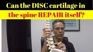 Can the DISC cartilage in the spine repair itself?