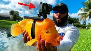 GoPro on a Fish