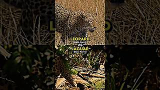 Leopard vs Jaguar