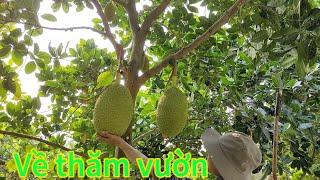 Về quê thăm vườn cây ăn trái sai trĩu quả