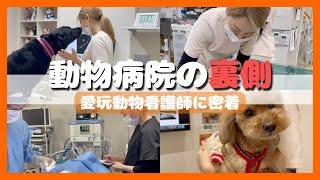 【密着】入社3年目の愛玩動物看護師に密着