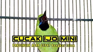 Cucak Ijo Mini Bongkar Materi Meningkatkan EMOSI Agar Cepat Gacor