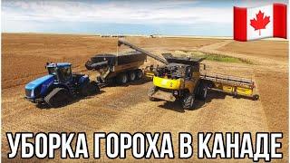 УБОРКА ГОРОХА В КАНАДЕ. Саскачеван. Канада глазами украинца. #MYAGROTOURS