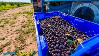 Prairie Berries And The Saskatoon Berry