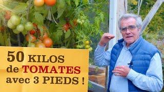 Des kilos de tomates avec seulement 3 pieds ! Recettes d'une abondante récolte (pas si) miraculeuse