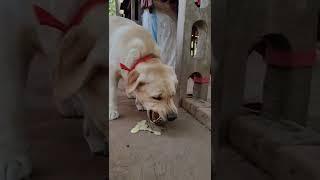 Dog Vomiting  #shorts